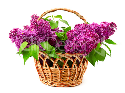 Basket with lilac