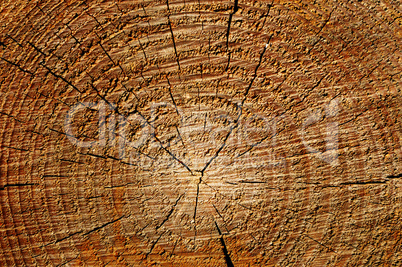 wood texture with growth rings