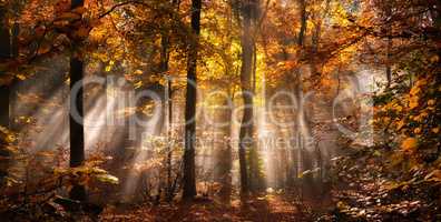 Magische Lichtstimmung in einem nebligen Wald im Herbst