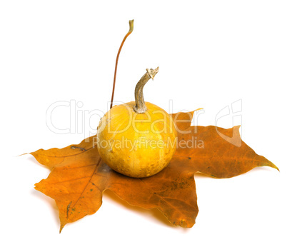 Small decorative pumpkin on autumn maple-leaf