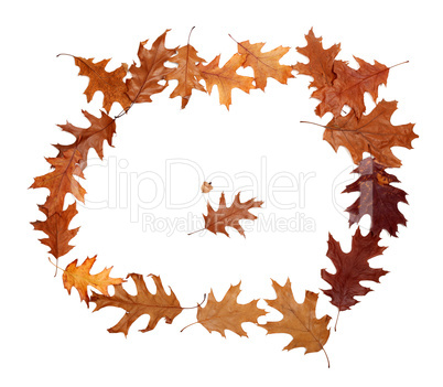 Frame of autumn dried oak leaves