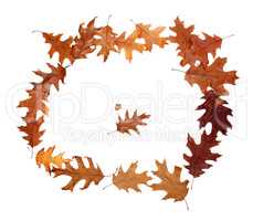 Frame of autumn dried oak leaves