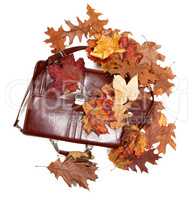 Brown leather briefcase and autumn dry leaves