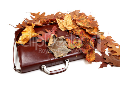 Brown leather briefcase and autumn multicolor dry leaves