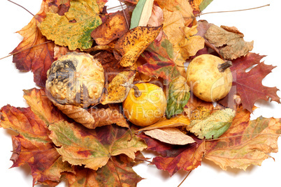 Three small decorative pumpkins on autumn leafs