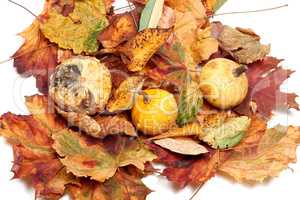 Three small decorative pumpkins on autumn leafs