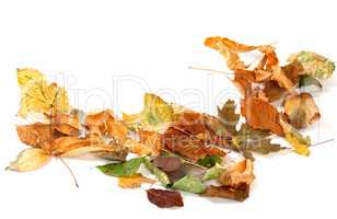 Autumn dried leafs isolated on white