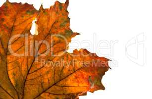 Dry maple leaf in corner