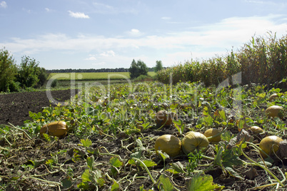Field with ripe pumpkins