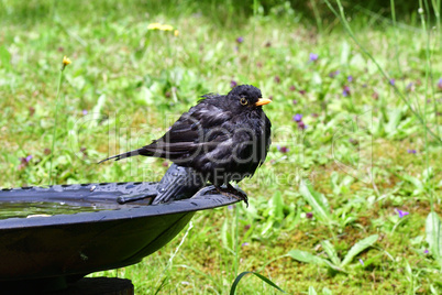 Amsel