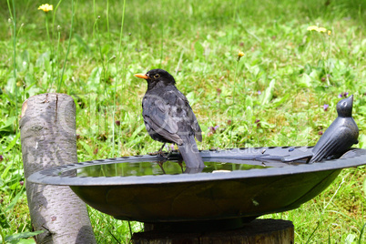 Amsel