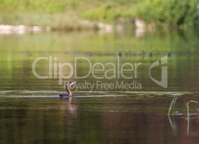 Cormorant bird swimming peacefully