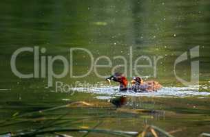 Little grebe duck, tachybaptus ruficollis, in breeding plumage