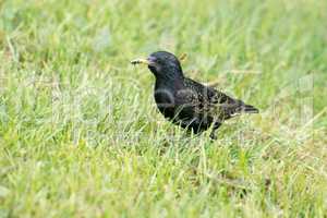 Starling, Sturnus vulgaris