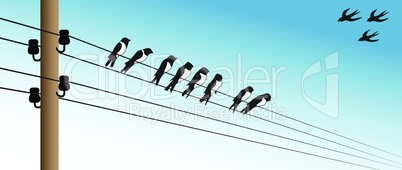 Birds on a wire