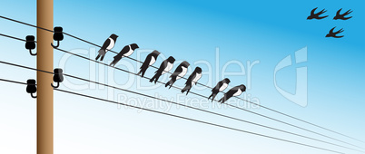 Birds on a wire