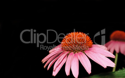 Echinacea flowers closeup