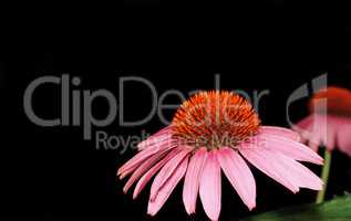 Echinacea flowers closeup