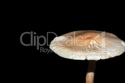 Mushroom on a dark background