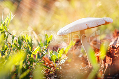 One sunny mushroom