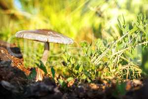 One sunny mushroom