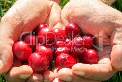 Ripe cherries in the palms