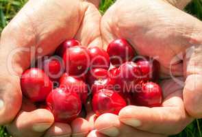 Ripe cherries in the palms