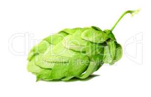 Hop cone closeup