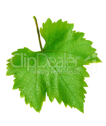 Grape leaves