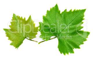 Two grape leaves