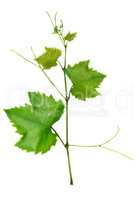 Vine and leaves