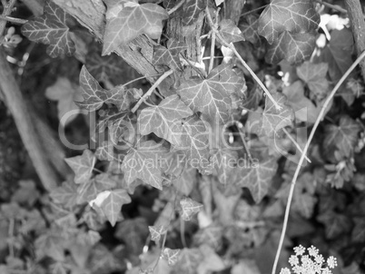 Ivy plants background in black and white