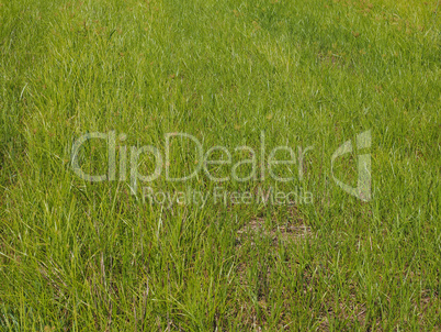 Green grass texture background