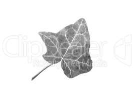 Ivy Hedera plant leaf in black and white