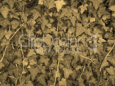 Ivy background sepia