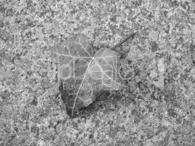 Ivy Hedera plant leaf in black and white