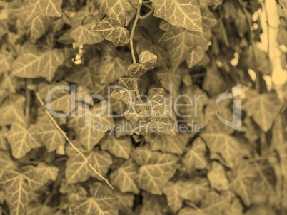 Ivy leaves sepia