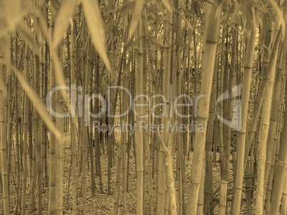 Bamboo plant sepia