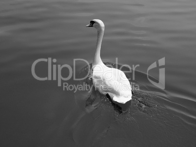 White Swan bird animal