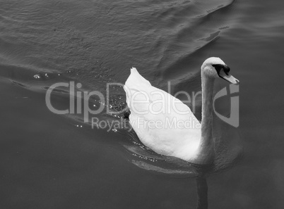 White Swan bird animal
