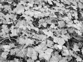 Ivy Hedera plant in black and white