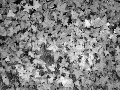 Ivy plants background in black and white