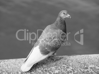 Pigeon bird animal