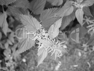 Nettle (Urtica) plant in black and white