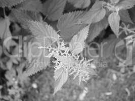 Nettle (Urtica) plant in black and white