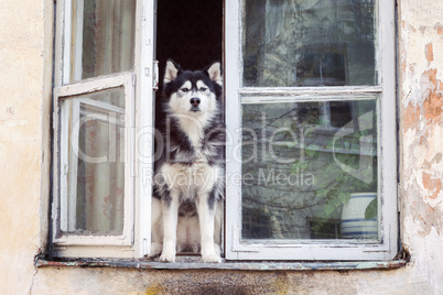 Husky dog sitting at opened window