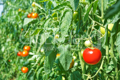 Red tomatoes in greenhouse