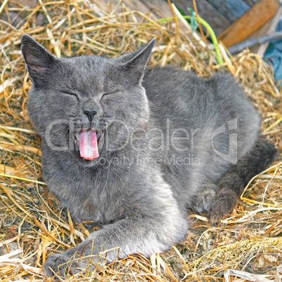 Gray cat lying on hay and yawning