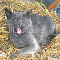 Gray cat lying on hay and yawning