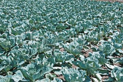 Cabbage cultivation in soil